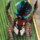Imagen para el artículo titulado Descubren en Australia doce nuevas especies de espectaculares arañas pavo real